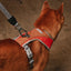Zee Dog Arnés Ajustable REEBOK Air Mesh Suede