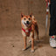 Zee Dog Arnés Ajustable REEBOK Air Mesh Suede