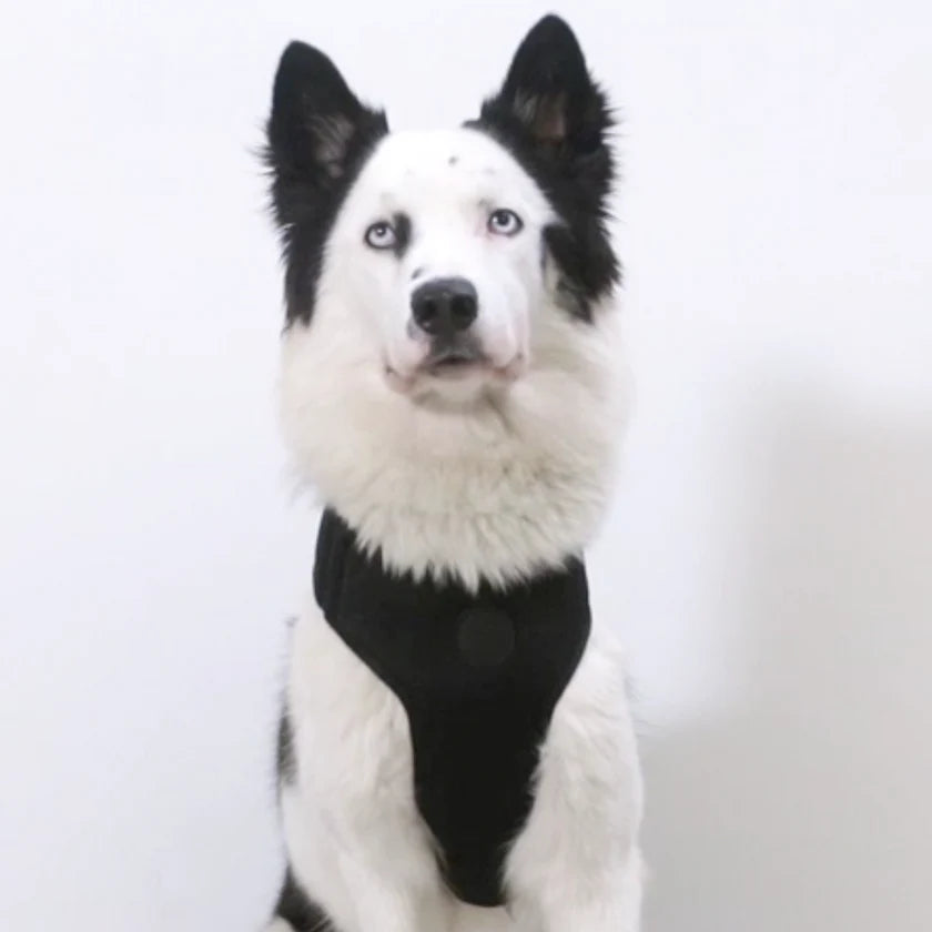 Zee Dog Arnés Ajustable REEBOK Air Mesh Suede
