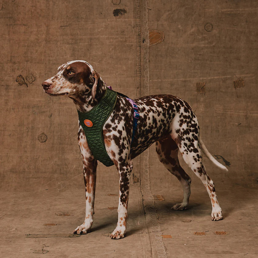 Zee Dog Arnés Ajustable REEBOK Air Mesh Trekk