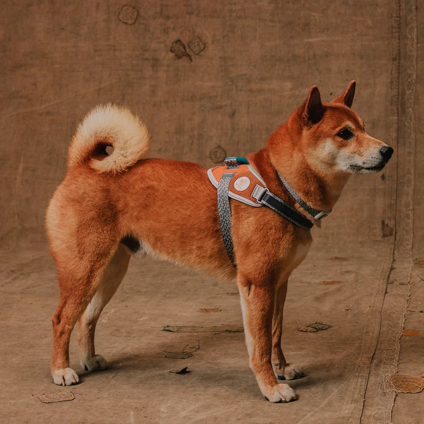 Zee Dog Arnés Flyharness Reebok Suede