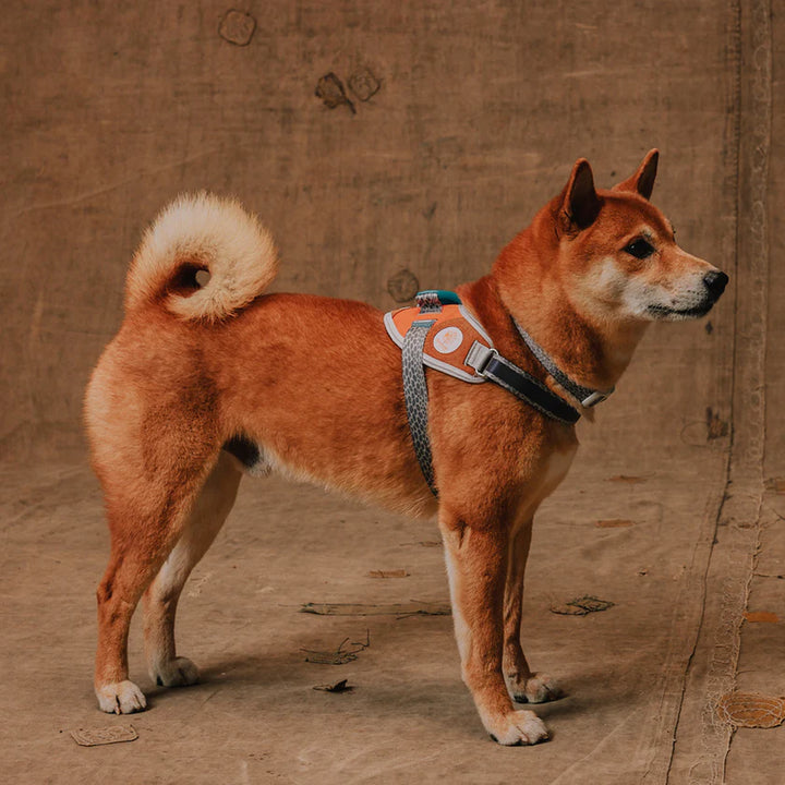 Reebok Suede arnés Fly Harness perro en uso