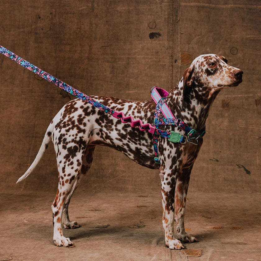 Zee Dog Arnés Anti Tirones Softer-Walk Reebok Aerobic