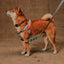 Zee Dog Arnés Anti Tirones Softer-Walk Reebok Suede