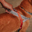Zee Dog Arnés Anti Tirones Softer-Walk Reebok Suede