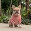 Pet Lounge Corderito Color Rosado Perros y Gatos