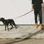 Zee Dog Skull 2.0 Correa Perritos