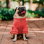 Pet Lounge Sweater Color Sandía Perros y Gatos
