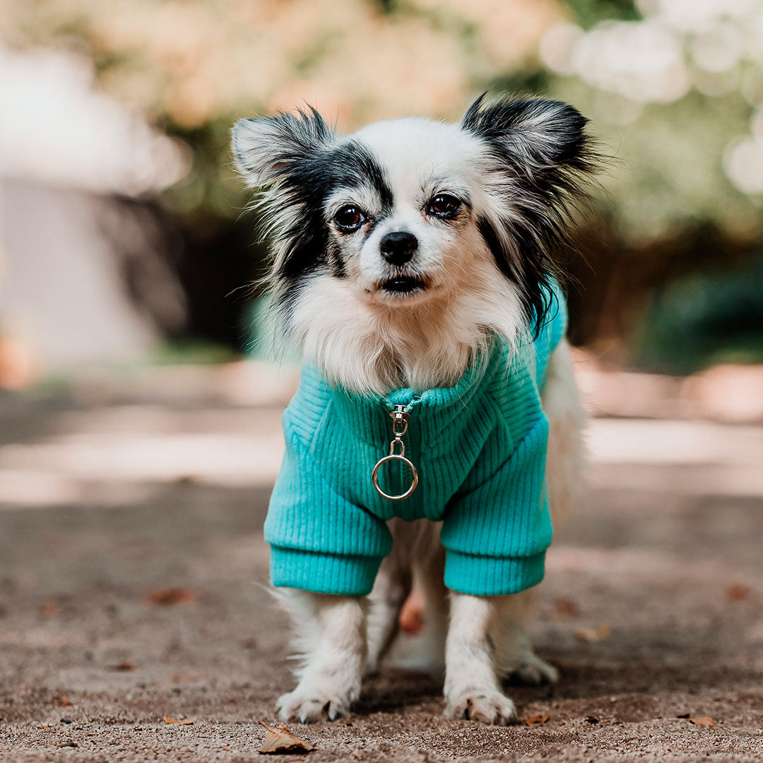 Pet Lounge Sweater Color Turquesa Perros y Gatos