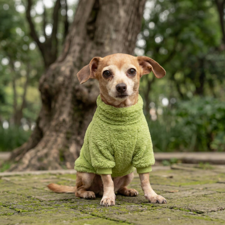 Pet Lounge Corderito Color Verde Perros y Gatos puesto en un perro