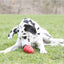 KONG Stuff' N Verdadera Mantequilla de Maní para Perros