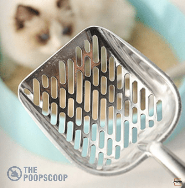 Two Brothers The Poop Scoop