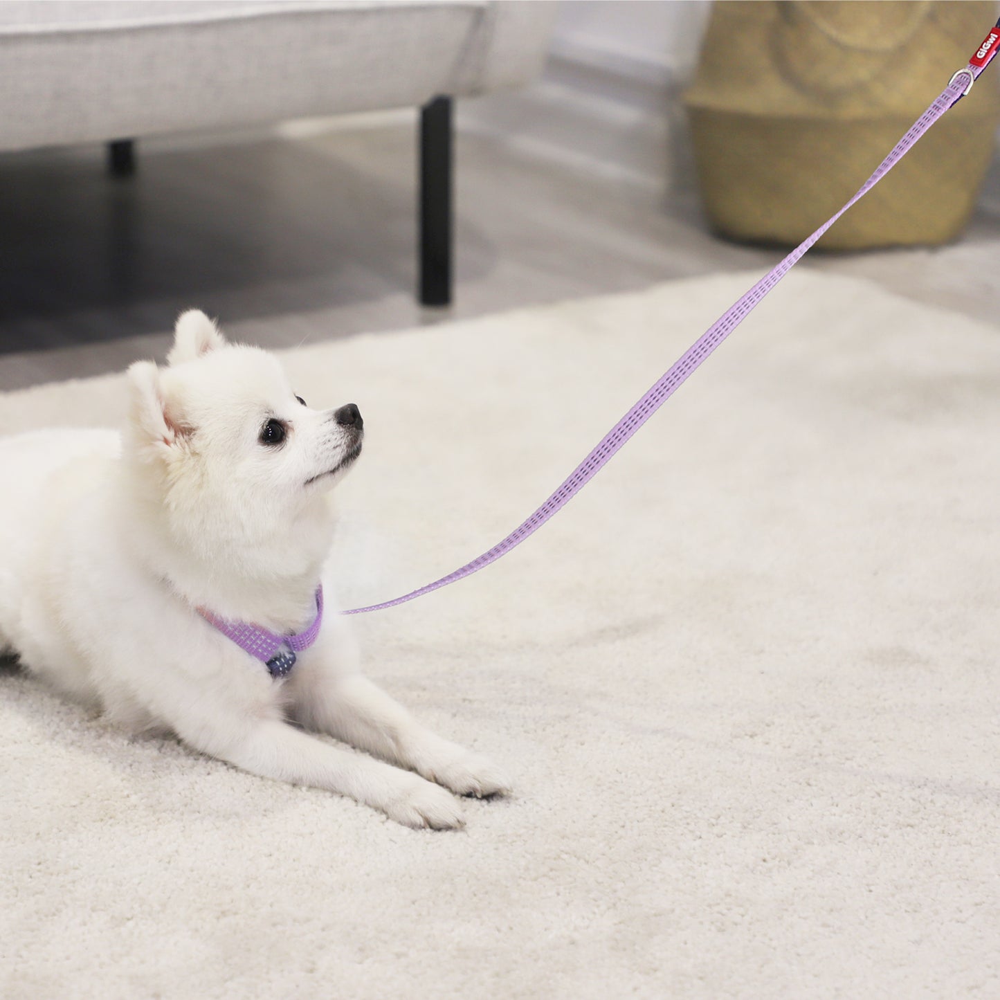 Gigwi Correas Perro Línea Clásica