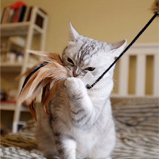 Gato jugando con la varilla Gigwi Feather Teaser de plumas y cola de felpa