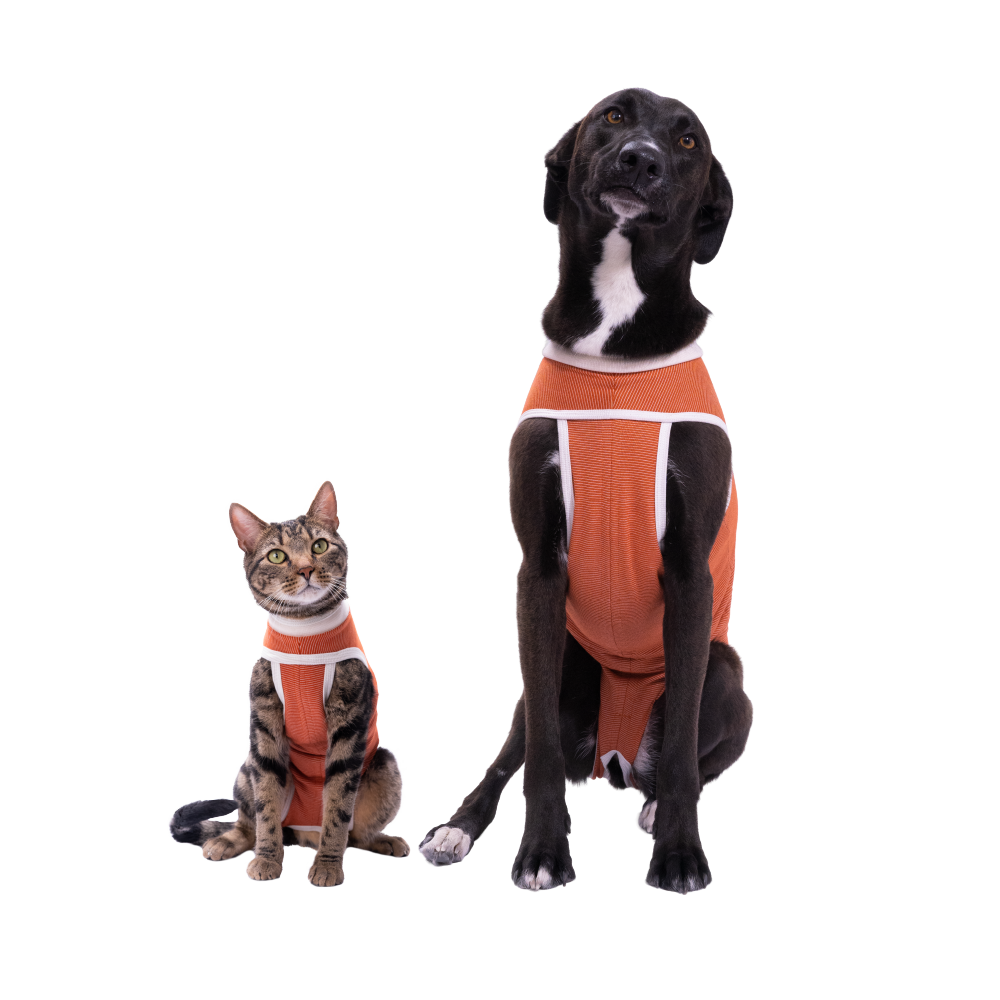 Gato y perro con el body post operatorio Kimba BodyCobre Tradicional color cobre