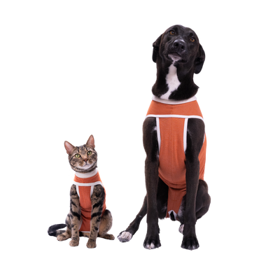 Gato y perro con el body post operatorio Kimba BodyCobre Tradicional color cobre