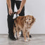 Zee Dog Arnés en H Skull 2.0