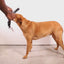 Zee Dog Arnés Anti Tirones Softer-Walk Reebok Aerobic