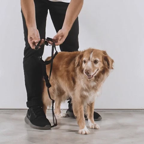 Zee Dog Arnés en H Samba, video del producto