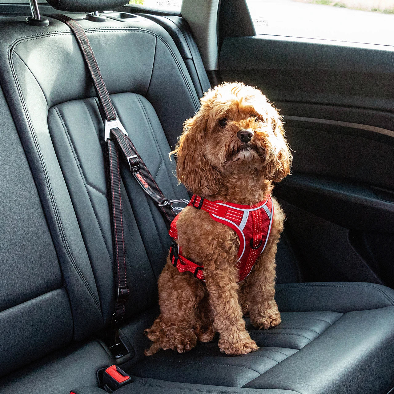KONG Ultimate Safety Tether Cinturón de Seguridad para Perros