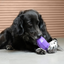 Zee Dog Super Eggplant